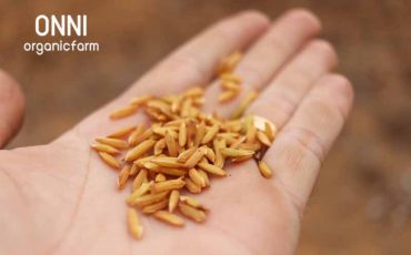 organic rice seed
