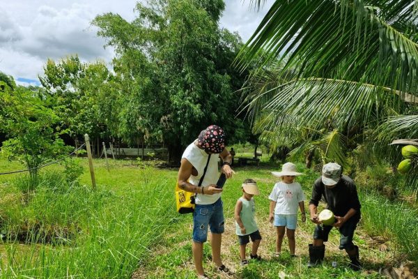 coconut farm